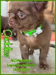 Beautiful Male Applehead Chocolate Longcoat