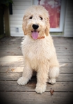 Goldendoodles