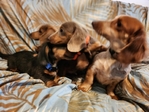 Price Negotiable Mini Dachshunds