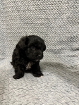 Maltipoo Puppies