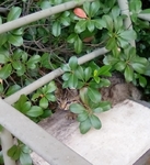 Free Kittens in Port Arthur