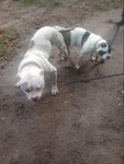 Bully PitBull Puppies