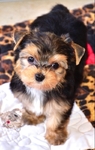 AKC Yorkie Puppies
