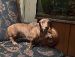 Full Blooded Female 
Dachshund! Not Registered!