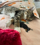 Free male  Tiger striped tabby  kitten❣️