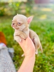 Chihuahua puppies in Houston Clear Lake