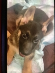 AKC GERMAN SHEPHERD PUPPY $800