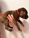 Lab/GSP mix! 7 weeks old vaccinated and wormed puppies!