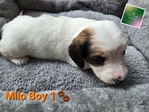 >🐾 BEAUTIFUL AKC MINI DACHSHUNDS AVAILABLE IN SETX! 🐾