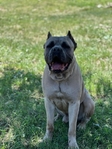 Cane Corso males only left! Taking deposits!