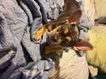 French bulldog/old English bulldog mix
