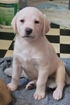 AKC Labrador Puppies