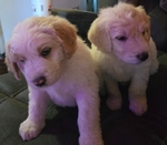 Standard poodle/Pyrenees puppies