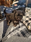 Yorki-Poo