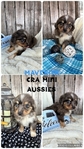 ASDR mini Aussies