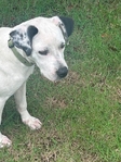 FEMALE PET DOG