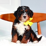 Bernedoodle Guardian Opportunity