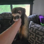 Rehoming 5 Ferrets - 4 Males 1 Female, Bonded Group