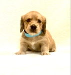 Dachshund English cream longhair puppies