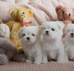 Adorable Maltese Puppies