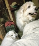 2 Male Great Pyrenese