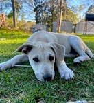 Shepherd/Husky mix puppies