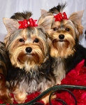 Tiny little AKC Yorkie Female Puppies
