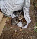 Free Kittens in Port Arthur