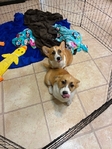 Pembroke corgis