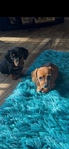 Mini Dachshunds pups