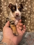 Beautiful Merle Chihuahua Puppies