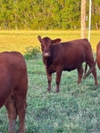 Replacement Heifers for Sell