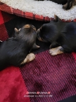 Yorkie puppies