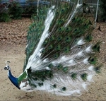 PEACOCK FARM MUST LIQUIDATE ALL BIRDS DUE TO HEALTH ISSUES