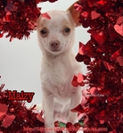 AKC Gorgeous Male Chihuahua