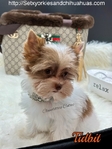AKC Micro Male Chocolate Parti Yorkies