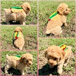 Toy poodle pups!
