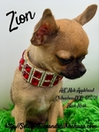 AKC Mini Male Applehead Chihuahua