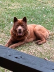 Male Chow