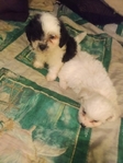 Maltipoos or Dachshund (Chiweenies)- Caldwell Tx -$300-$600