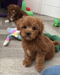 Toy Poodle puppies for sale