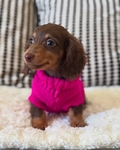 DACHSHUND PUPPIES - READY NOW