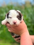 Australian shepherd’s