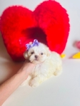Shihpoo puppies Shihtzu & Poodle mix - 50/50 split. 1st Gen.