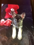 AKC GORGEOUS CHAMPION BLOODLINE GERMAN SHEPHERD PUPPIES