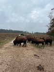 Bison