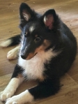 AKC Registered Shetland Sheepdog (Shelties)