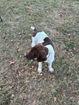German shorthair pointers (Pure Bred) no papers
