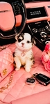 Teacup & Tiny Toy Chihuahua puppies