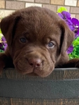 CHOCOLATE LABRADOR RETRIEVER PUPPIES AKC